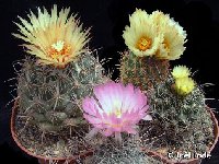 Coryphantha mix (also available by 100-1000)